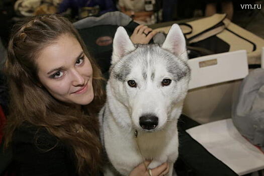 Шоу «Золотой ошейник» собрало собак-чемпионов со всей страны