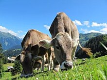 Значительно выросли поставки морепродукции из Приморья по железной дороге