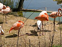 Орнитолог раскрыл секрет окраски розовых фламинго