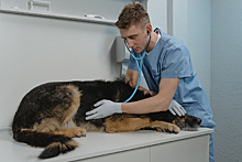 Амурские ветеринарные лаборатории выйдут на международный уровень