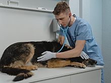Амурские ветеринарные лаборатории выйдут на международный уровень