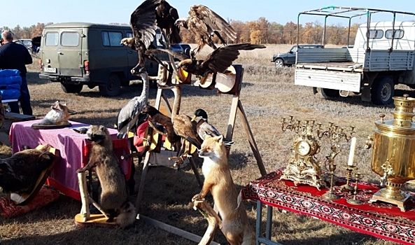 В Урюпинске Волгоградской области прошла выставка охотничьих собак