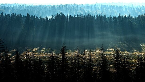 Роскосмос может пересчитать все деревья в России