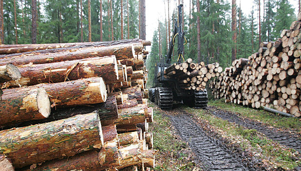 Правительство планирует ввести маркировку ценных пород древесины
