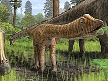 Быт юрского периода: останки диплодока Эндрю раскрыли новые данные о юности травоядных динозавров