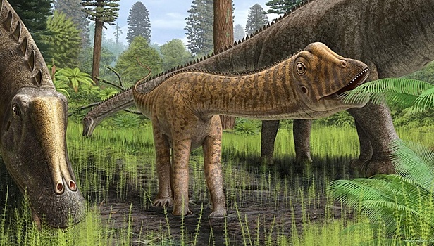 Быт юрского периода: останки диплодока Эндрю раскрыли новые данные о юности травоядных динозавров