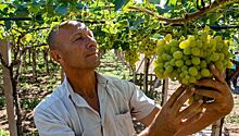 В Крыму начали сбор винограда