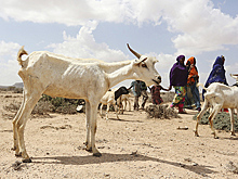 В Зимбабве разрешили расплачиваться за учебу козлами и баранами