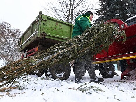 Пункты приема новогодних деревьев будут работать в Москве до 25 февраля