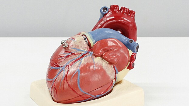 Создана база данных для раннего выявления кардиозаболеваний у женщин