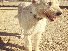 Пес по кличке Ежик из химкинского приюта «Супер Собака» ищет новую семью