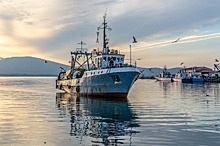 Росрыболовство прогнозирует уменьшение улова лососёвых на 30% в путину-2019