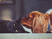 Оззи, Сэми, черепаха и кот-призрак: домашние любимцы дипломатов в Москве