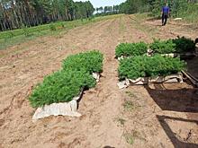 В питомнике «Забайкалец» проводят лесовосстановительные работы