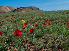 Астраханцы ждут гостей на фестиваль заповедных тюльпанов