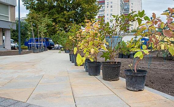 В Курске озеленяют сквер на улице Гагарина