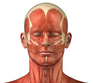 Можно ли в теории накачать мышцы лица так, чтобы они выполняли такую же защитную функцию, как пресс на животе?