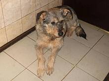 В Нижнем Новгороде хозяев оштрафуют за самовыгул двух крупных собак