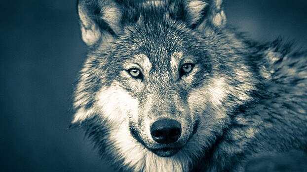 Серый волк прошёл более 7 тыс. км за год