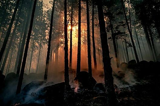 На Дальнем Востоке ликвидированы все лесные пожары