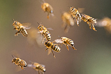 Стало известно о способности пчел различать числа