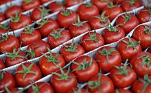 В Орле уничтожили почти 200 килограммов турецких томатов