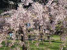 В китайских парках зацвела сакура, а в Испании – персиковые деревья