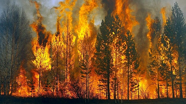 13 лесных пожаров зарегистрировано на территории Вологодской области в 2022 году