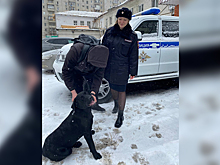В Белгороде сотрудники патрульно-постовой службы вернули потерявшегося лабрадора хозяину