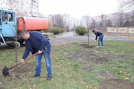 В Юбилейном микрорайоне Краснодара высадили липы
