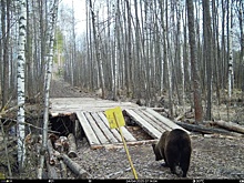 Медведи и барсуки проснулись в Керженском заповеднике