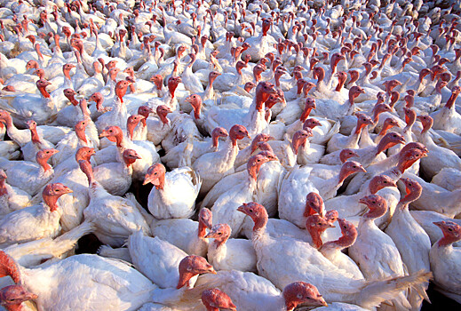«Черкизово» увеличивает производственные мощности комплекса по производству и переработке мяса птицы под Тамбовом