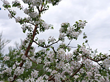 Как в садах Самарской области ухаживают за яблонями