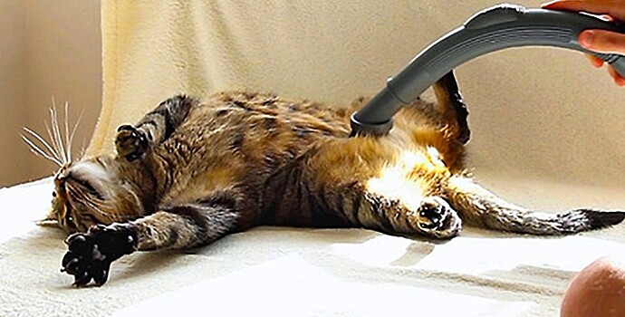 Пользователей соцсетей удивил не боящийся пылесоса кот