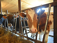 В хозяйствах Адыгеи надежно подготовились к зимовке крупного рогатого скота