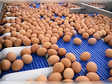 На одном из предприятий Липецка сортировкой яиц занимается машина с искусственным интеллектом