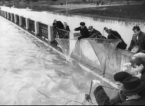 Город под водой: кинохроники опубликовали видео майского потопа в Новосибирске 60-х годов