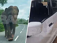 На Шри-Ланке слон-вымогатель забодал машину с россиянками