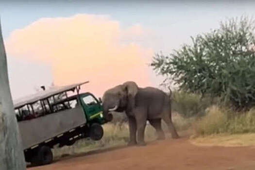 Daily Mail: в ЮАР слон напал на автомобиль с туристами и попал на видео