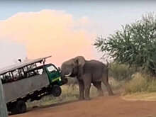 Daily Mail: в ЮАР слон напал на автомобиль с туристами и попал на видео