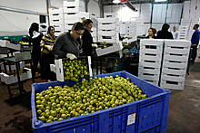 Сирии предложили наводнить Россию дешевыми фруктами