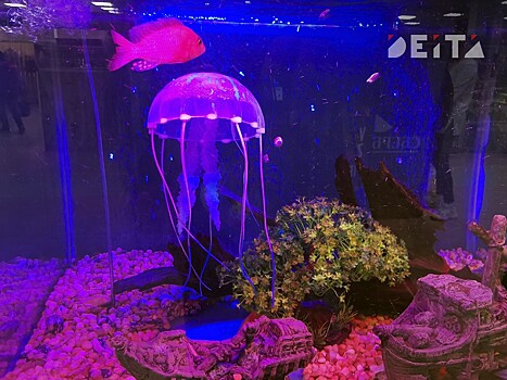 Очень раннее начало: первый в сезоне пациент госпитализирован с ожогом от медузы в Приморье