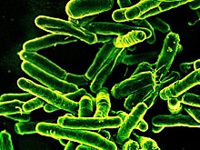 Ученые нашли причину высокой летальности возбудителя туберкулеза