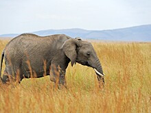 Слон напал на людей на фестивале в Индии