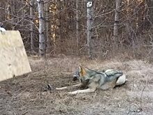 Молодой волк попал в капкан, но неожиданно на помощь пришел охотник. Он проявил смекалку, чтобы освободить хищника