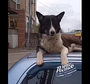 Ваша машина под охраной: в Ростове псы залезли на крыши иномарок