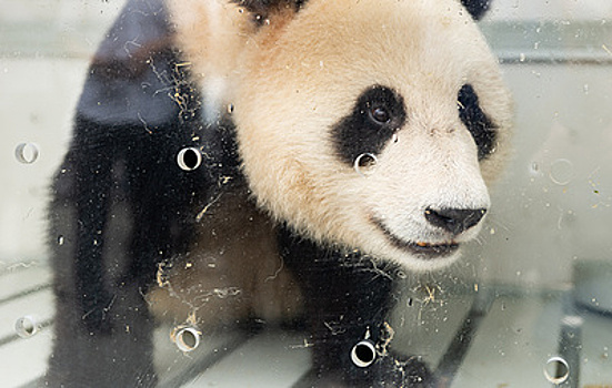 Как панды стали символом китайской дипломатии