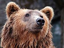 В Краснодаре переселят медведя, живущего во дворе многоэтажки в клетке