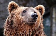 В Краснодаре переселят медведя, живущего во дворе многоэтажки в клетке