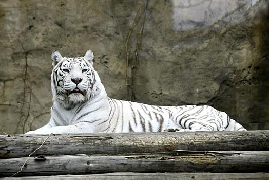 Московский зоопарк запустил видеотрансляции из вольера голубоглазой тигрицы